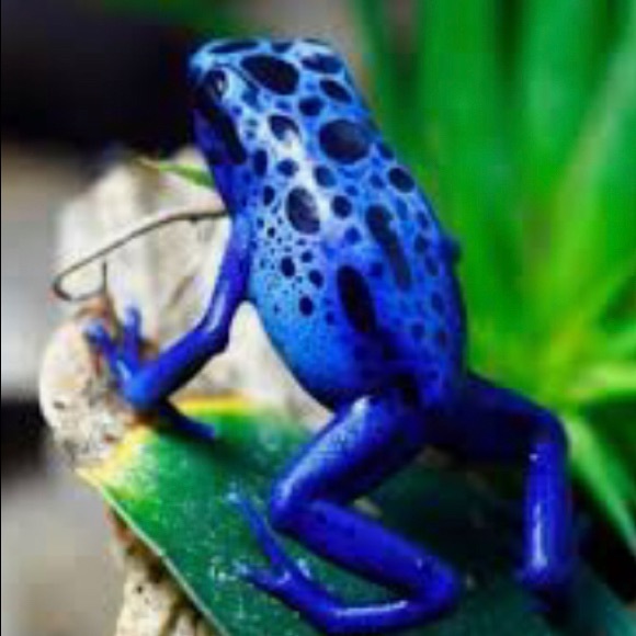 Meet your Posher, Traci - Picture 3 of 5